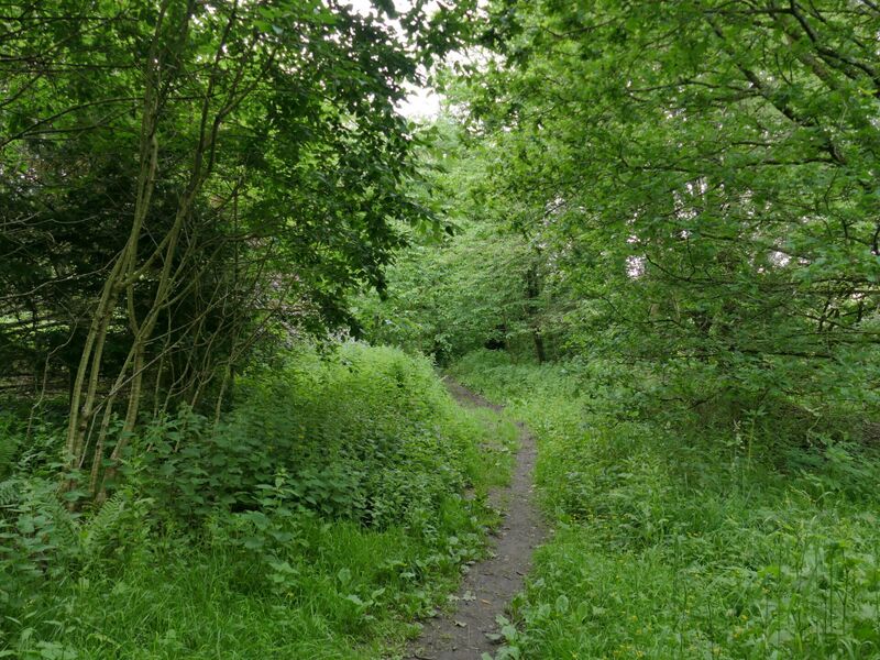 Soubor:Woodland path.jpg